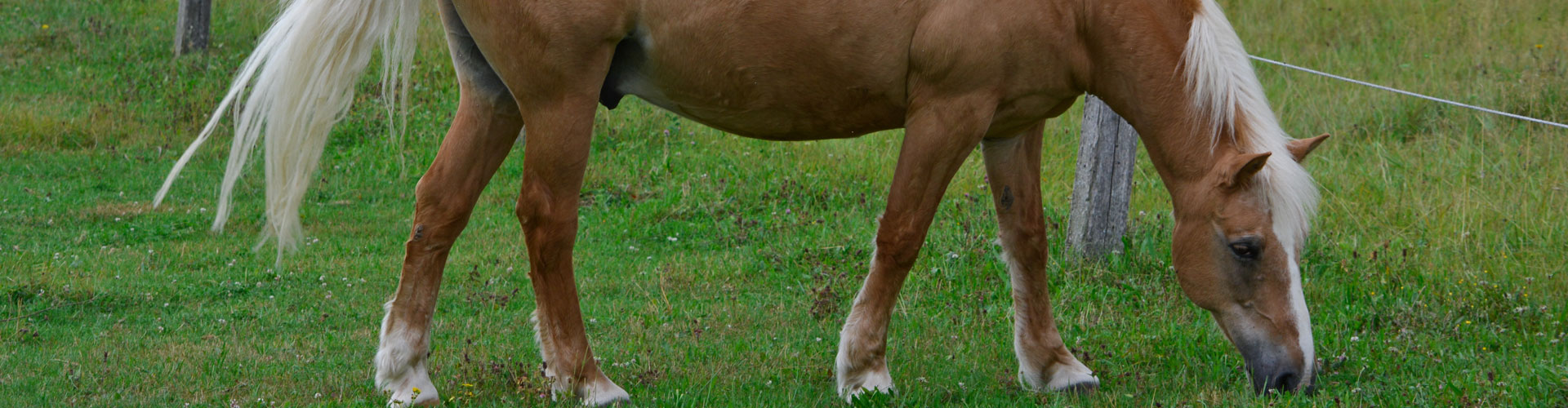 Header Langfurth - Pferd